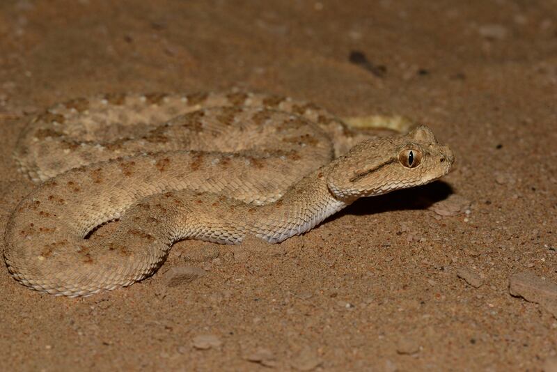 Arabian horned viper (Cerastes gasperettii gasperettii), a hornless specimen. Photo: Supplied by Johannes Els