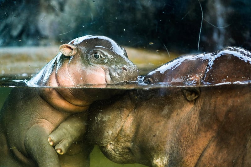 A two-days-old male Pygmy hippopotamus swims with its mother Chiao Chiu inside an enclosure in Taipei Zoo, Taipei, Taiwan.  EPA