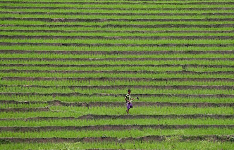 A farmer works with a hoe as he adjusts the surface of a terrace farm at Mong Khet township in Eastern Shan State, Myanmar. EPA