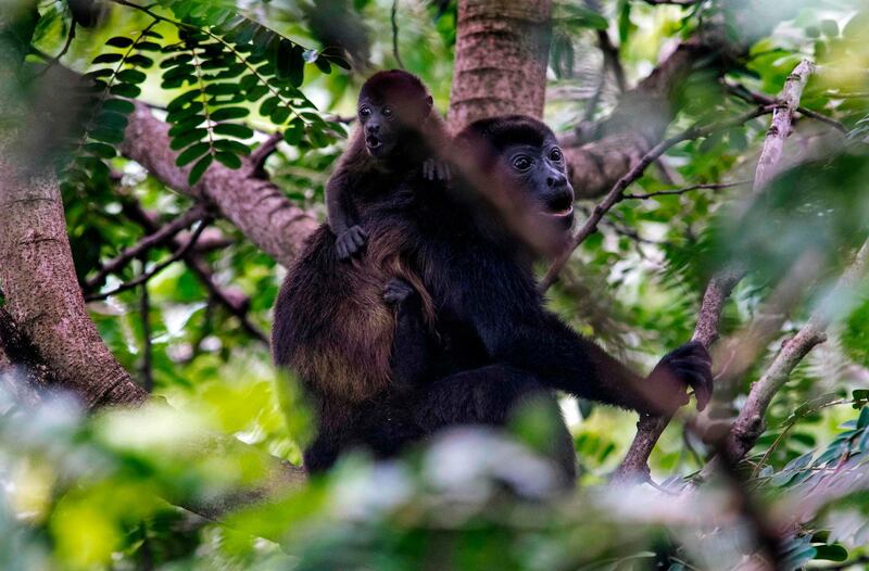 A monkey and its infant are seen on a tree at the La Ponderosa Adventure Park in Guanacaste, Costa Rica.  AFP