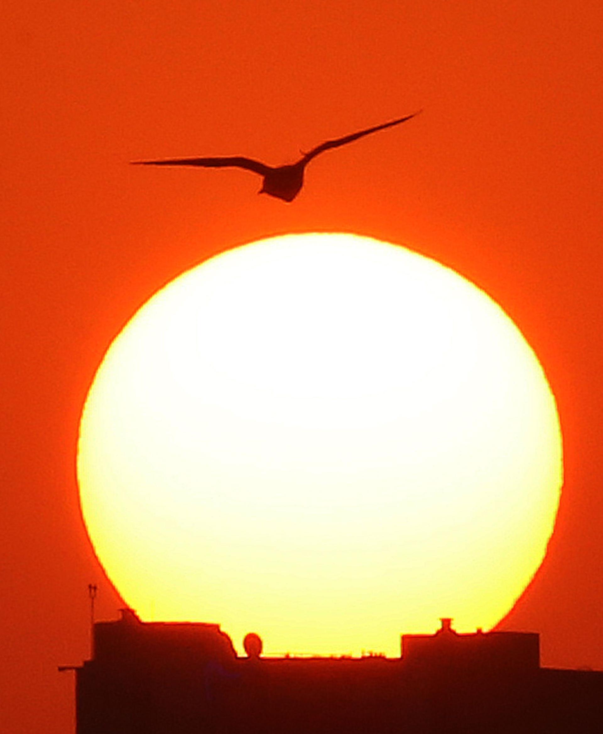 A pigeon flies as the sun rises over Kuwait City. AFP