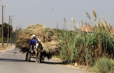 A farmer moves his rice harvest north of Cairo, Egypt. Reuters