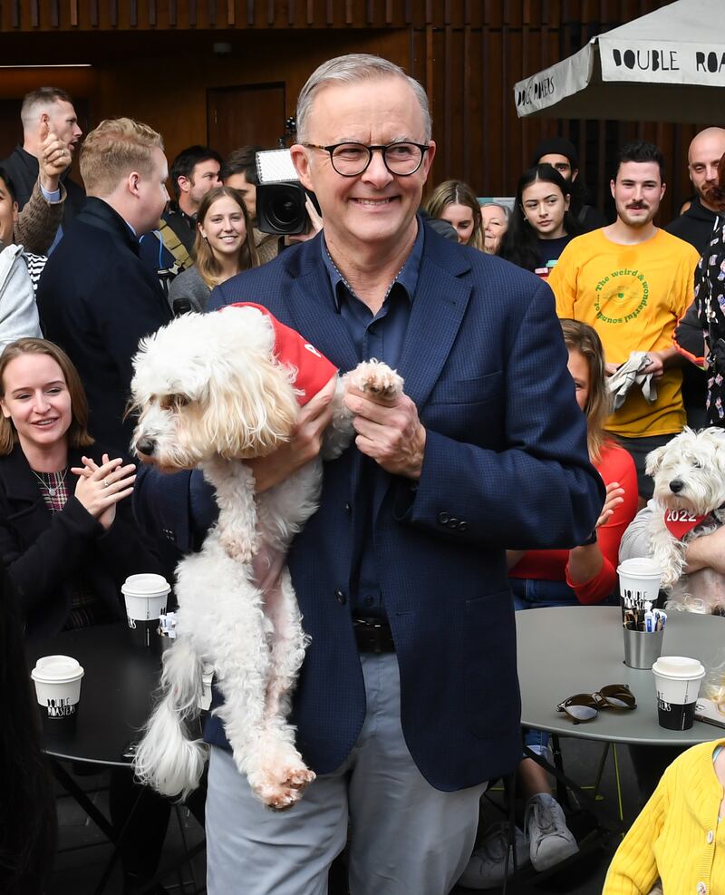 Mr Albanese holds his dog Toto near his home in Sydney. His victory in Australia's national election will end almost a decade of conservative rule, but Labor may need support from pro-environment independents to close the door on Mr Morrison's Liberal-National coalition. Getty Images