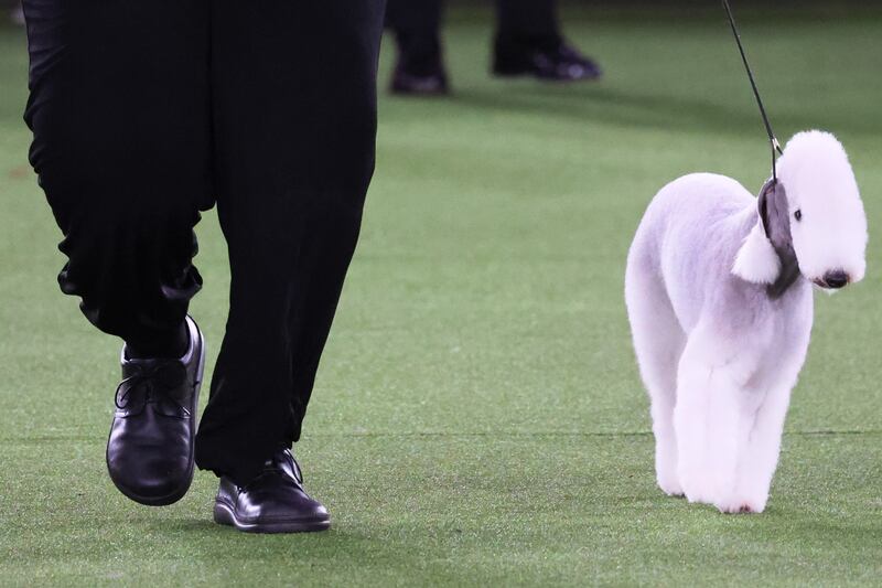 A Bedlington terrier competes. Getty Images