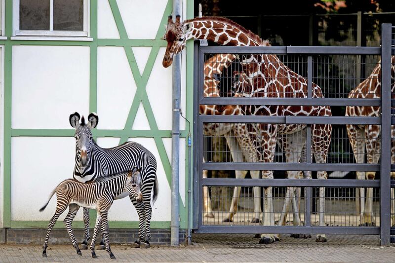 Giraffes look as a newborn zebra takes its first steps outside on the Savannah in Artis, Amsterdam, The Netherlands. The Grevy zebra is the most endangered of all zebra species.  EPA