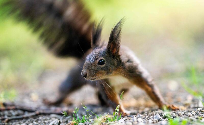 A squirrel is seen at the Schoenbrunn Palace Park in Vienna, Austria. AFP