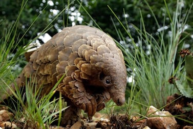 A pangolin looks for food in Johannesburg, South Africa. Often caught in parts of Africa and Asia, the anteater-like animals are smuggled mostly to China and Southeast Asia, where their meat is considered a delicacy and scales are used in traditional medicine. AP