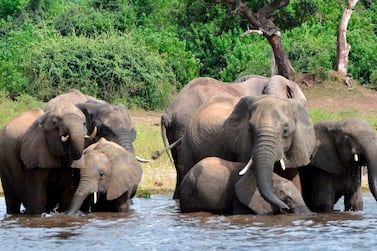 Botswana's government says it has lifted its ban on elephant hunting, a decision that is likely to bring protests from wildlife protection groups. AP