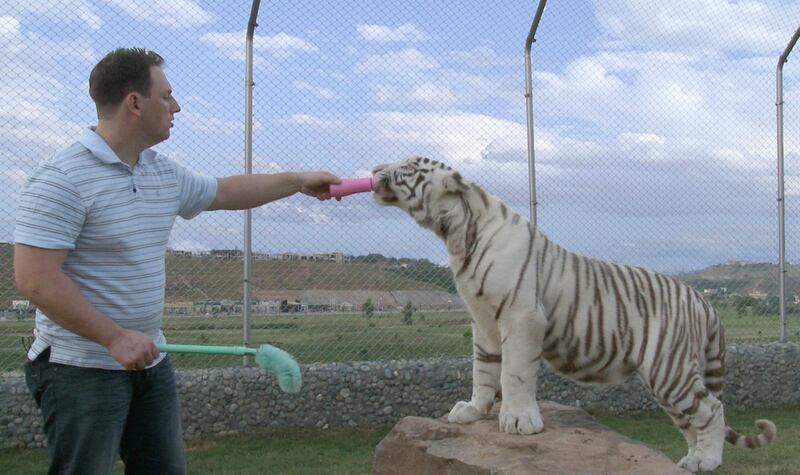  Big cat trainer, Rob Punton who wants to set up a project here to train captive animals. This is likely to be controversial as many people think there should be minimum contact with humans, quite apart from the safety issues. He says training improves big cat health and welfare and can assist programmes to return specimens to the wild by teaching them to hunt. (Handout photos-courtesy Rob Punton) FOR COLIN SIMPSON STORY. 
