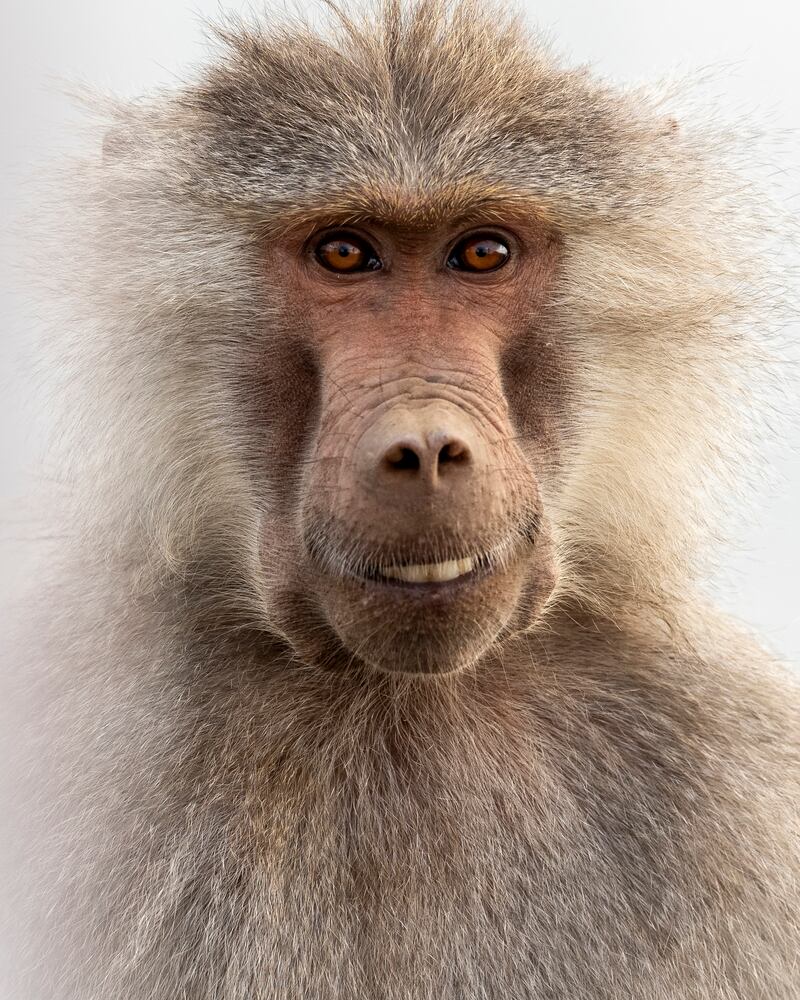 'Cute'. Taken in Abha, Saudi Arabia. Ahmed Alahmed / Comedy Wildlife 2022