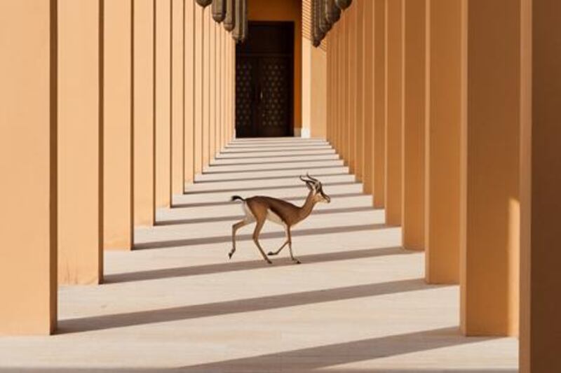 ‘Wild Gazelle Crossing the Colonnade’ by Marcus Rohrer. Courtesy Marcus Rohrer