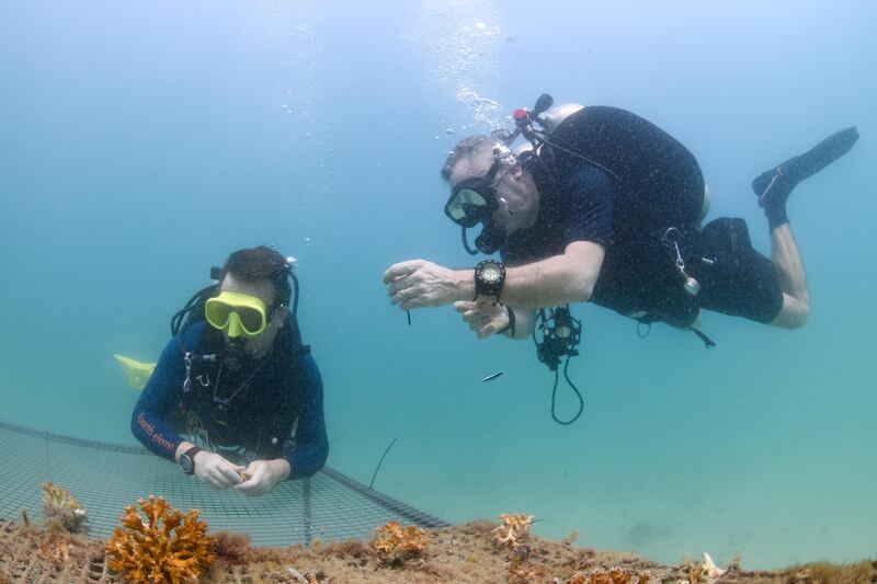 Divers plan where to deploy a series of artificial reefs off the coast of Fujairah