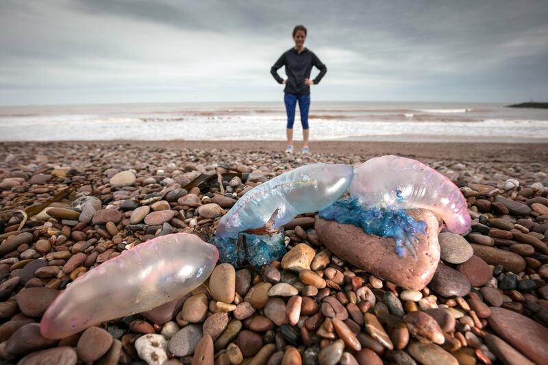 SIDMOUTH, ENGLAND - OCTOBER 17:  A beach walker poses for a photograph besides Jellyfish that have been washed up on Sidmouth beach by yesterday's ex-hurricane Ophelia in Sidmouth on October 17, 2017 in Devon, England.  People have been warned to take extra care close to the coastline today after reports of deadly Portugese man o'war being washed inland by ex-hurricane Ophelia. The so called 'Floating Terror', which is in fact not a jellyfish but a floating colony, has long tentacles that can cause a painful sting and be fatal in extremely rare cases. (Photo by Matt Cardy/Getty Images)