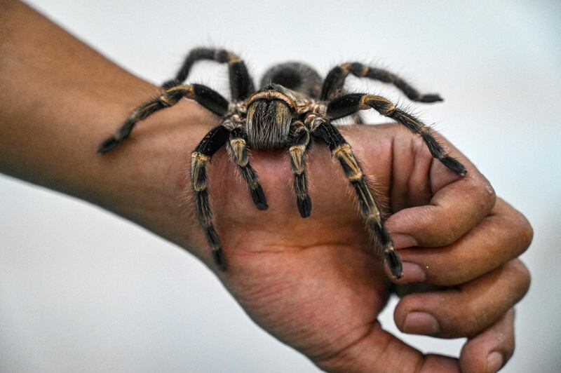 Tarantulas are a delicacy in Cambodia. AFP