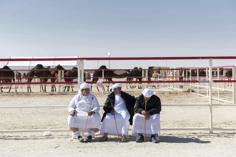 ABU DHABI, UNITED ARAB EMIRATES - DECEMBER 17, 2018. 

A group of boys who are part of a vocational training program, where they spends a few nights in Al Dhafra set up tents and overlook the camel dens at Al Dhafra Festival.

Every December, a small city of tents rises in the dunes of the Empty Quarter, 170 kilometres south-west of Abu Dhabi on the edge of the world���s largest continuous sand desert.

About 20,000 camels and their 15,000 owners compete at the Al Dhafra Festival, one of the world���s largest beauty pageants. It is distinguished by its "queens", long-lashed beauties with four legs and a hump. The prizes are not crowns but Range Rovers, Nissan Patrol pickups and, for the best, immortalisation in Bedouin poetry.


(Photo by Reem Mohammed/The National)

Reporter: Haneen Dajani
Section:    NA