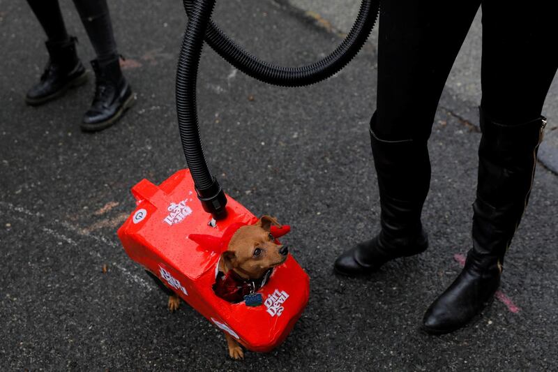 Dave, a Miniature Pinscher, is dressed as a vacuum cleaner at the Tompkins Square Halloween Dog Parade in Manhattan, New York City. Reuters