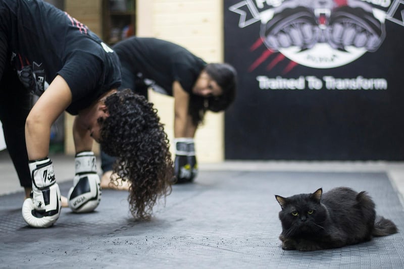 A cat seemingly relaxed while women doing their stretching exercise during a class in Mixed Martial Arts (MMA) in Giza, south-west of Cairo. Some of the women attending the class joined because of personal experiences they made and to defend themselves against potential harassment. In December 1999 the United Nations made November 25 as the International Day for the Elimination of Violence Against Women.  EPA