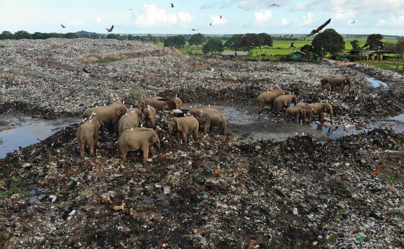 Wild elephants scavenge for food at an open landfill in Pallakkadu, a village in Ampara, about 210 kilometres east of the Sri Lankan capital, Colombo. Conservationists and vets say that plastic waste is killing elephants in the country’s east and that two more were found dead at the weekend. AP