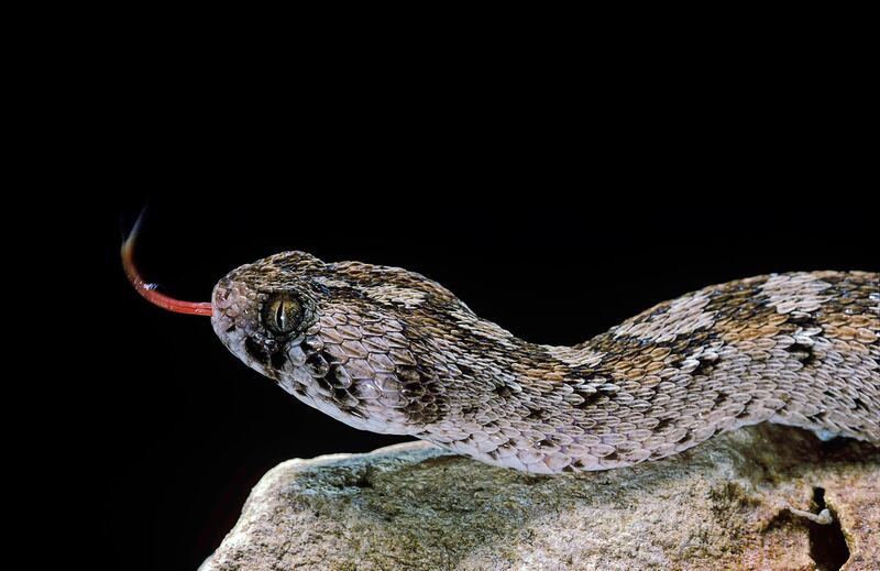 Viperidae. Du Sénégal jusqu"u2019à l"u2019ouest de la République Centrafricaine"nTaille moyenne : 0,40 m"n. Echis ocellatus (african saw-scaled viper). Getty Images