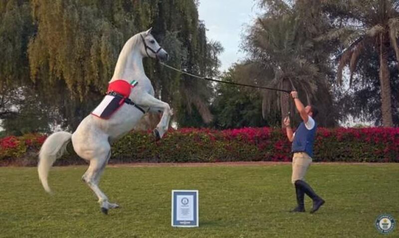 Here are ten of the UAE's most weird and wonderful Guinness World Records... Fastest 10 metres on its hind legs by a horse: An extremely talented, 16-year-old grey gelding called Desert Kismet walked 10 metres on its hind legs in just 9.21 seconds, without being coerced, pushed or otherwise manipulated, at Dubai’s Polo and Equestrian Club in February 2016. Desert Kismet is owned by Sheikha Maryam bint Mohammed bin Rashid Al Maktoum.