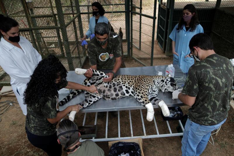 An adult female jaguar named Amanaci receives stem cell treatment on her paws after burn injuries during a fire in Pantanal. Reuters