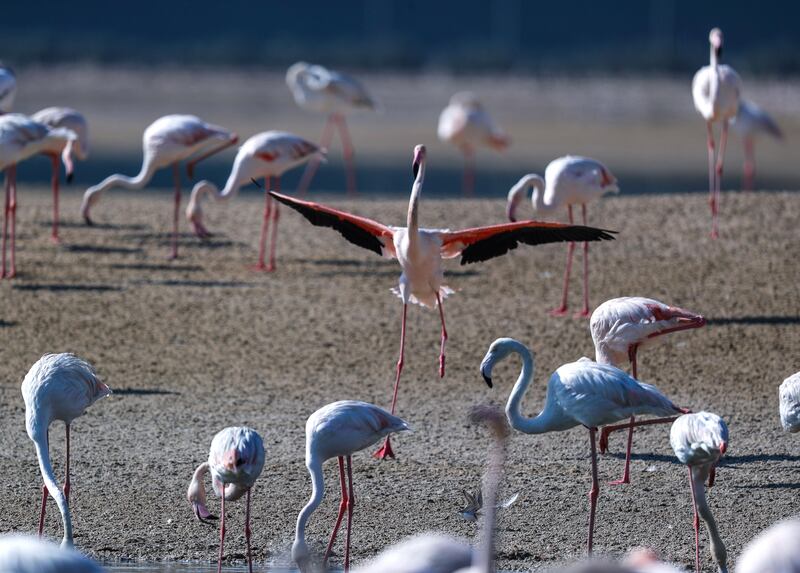 Abu Dhabi, United Arab Emirates, January 6, 2021.  Flamingos bathe in the sun on a Wednesday morning at the Al Wathba Wetland Reserve.  Victor Besa/The NationalSection:  NAReporter: