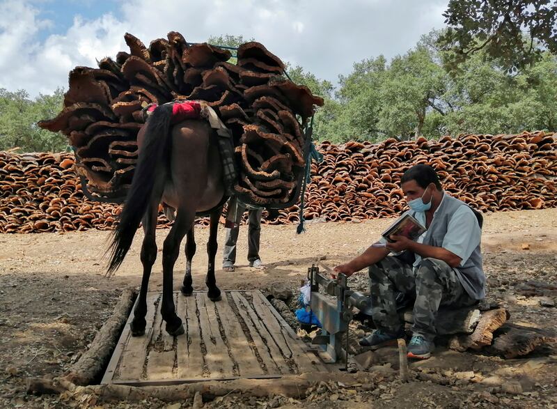 Weighing the beast of burden and its valuable load.