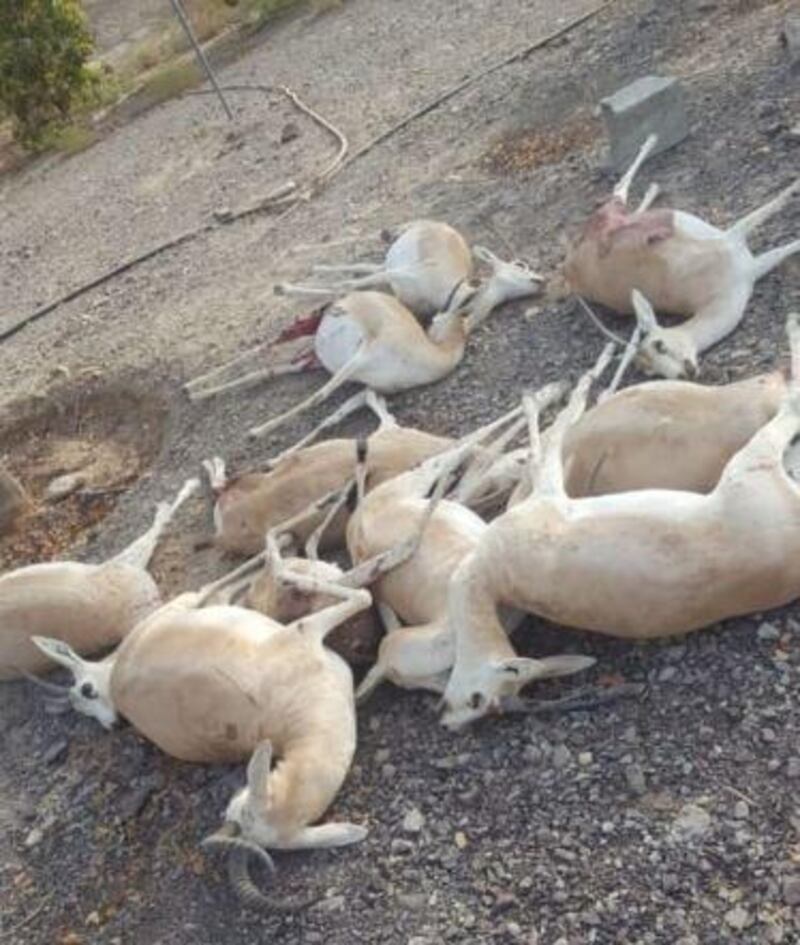 Stray dogs are thought to have killed 13 gazelles in Ras Al Khaimah last week. The National 