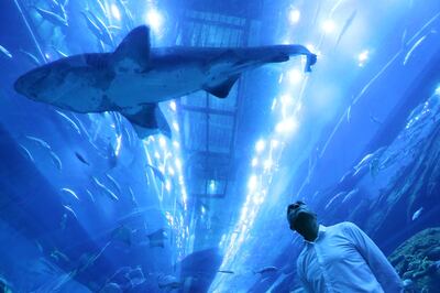 DUBAI , UNITED ARAB EMIRATES – Dec 7 , 2016 : Fernando Frias Reis , marine conservationists explaining about the sharks at the Aquarium in Dubai Mall in Dubai. ( Pawan Singh / The National ) For News. Story by Nick Webster. ID No - 35717 *** Local Caption ***  PS0712- SHARKS03.jpg