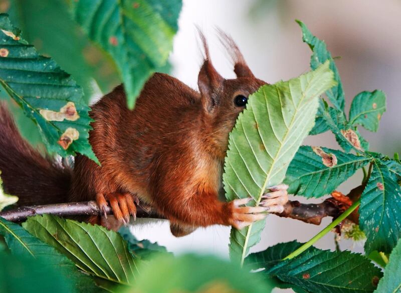 A squirrel holds tight on a leaf as it spends time looking for something to eat in a tree in Frankfurt, Germany. EPA
