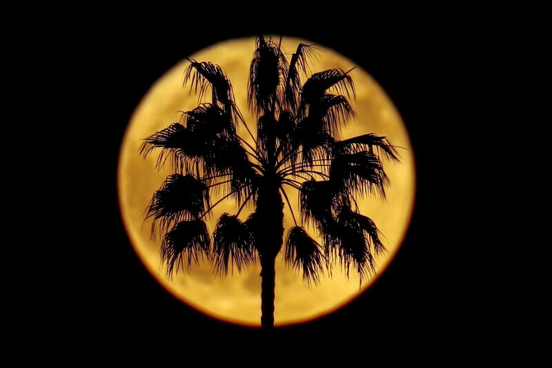 A full moon rises past a palm tree in Encinitas, California, U.S. Reuters