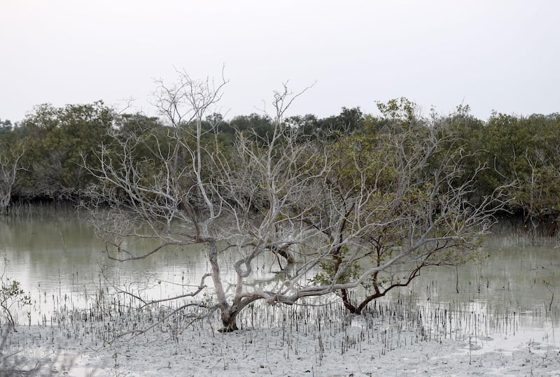 Jubail Mangrove Park-AD Mangroves play an important part in the environment of United Arab Emirates on Jubail Island, June 20, 2021. Khushnum Bhandari/ The National
Reporter: N/A News