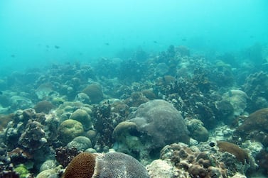 The Ras Ghanada coral reef off the coast of Abu Dhabi. NYU Abu Dhabi