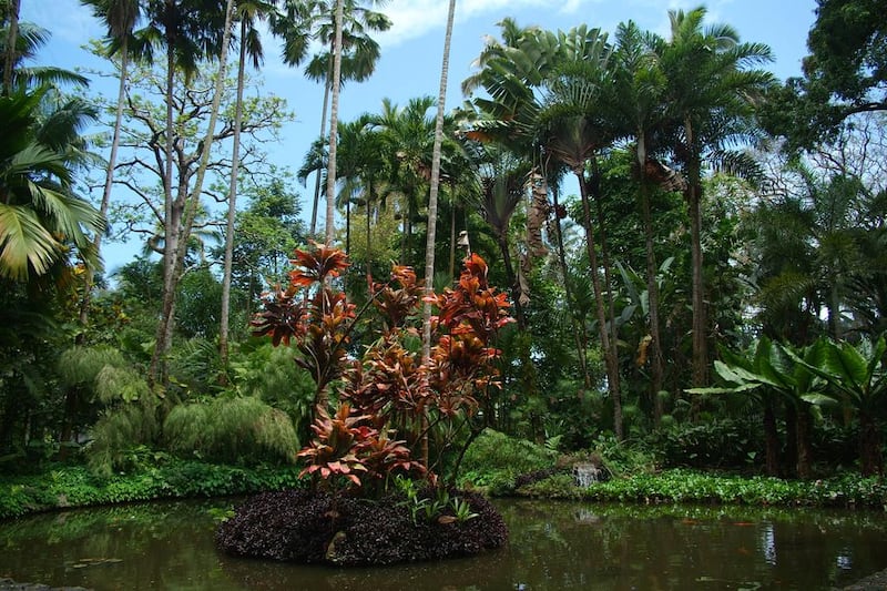 The Lily Lake at Hawaii Tropical Botanical Garden in Hawaii. Courtesy Hawaii Tropical Botanical Garden