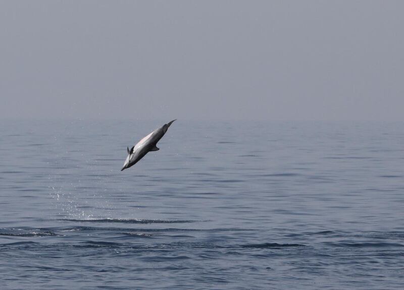 The spinner dolphin is named for its acrobatic spinning.