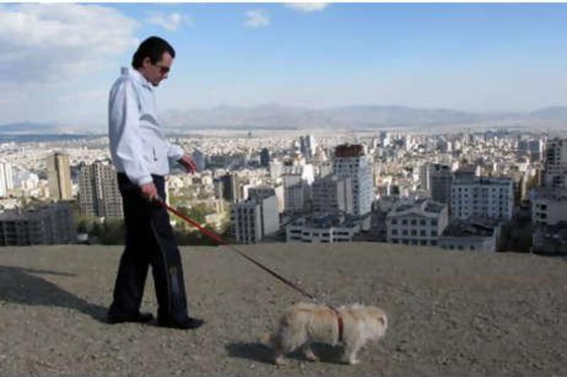 One breeder says the recent warnings have dampened the demand for big dogs, with customers now going for smaller breeds that are easier to hide during walks. Above, an Iranian walks his dog in Tochal, north of Tehran.