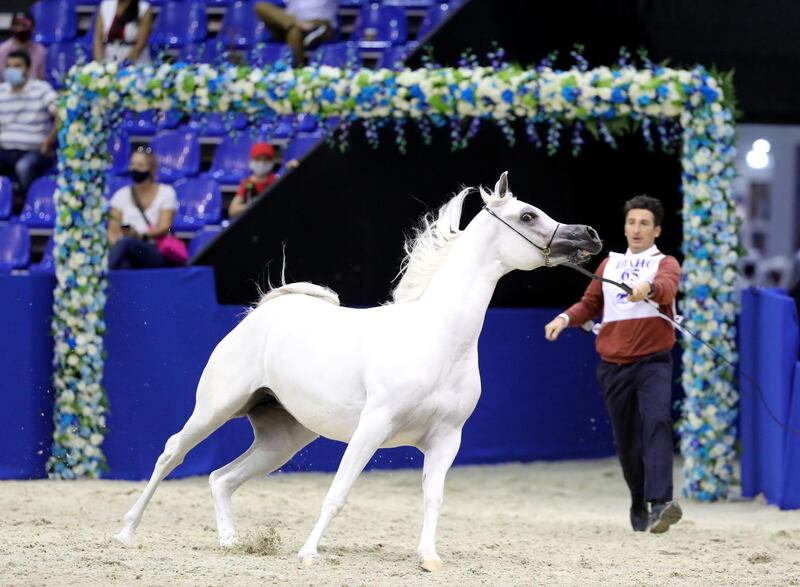Dubai, United Arab Emirates - Reporter: Nick Webster. News. A horse competes in the 3 year old fillies category at The Dubai International Arabian Horse Show at the World trade centre. Thursday, March 18th, 2021. Dubai. Chris Whiteoak / The National