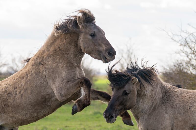 Konik ponies were pictured sparring at a reserve in Cambridgeshire on Monday. The species helps to maintain 'one of Europe's most important wetlands'. PA