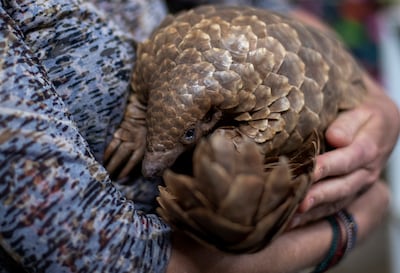 The pangolin, also known as a scaly anteater, is the world's most trafficked mammal. AP Photo 