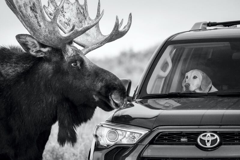HIGHLY COMMENDED: Close Encounter by Guillermo Esteves. The worried looking expression on this dog’s face speaks volumes and is a reminder that moose are large, unpredictable, wild animals. Guillermo was photographing moose on the side of the road at Antelope Flats in Grand Teton National Park, Wyoming, USA, when this large bull took an interest in the furry visitor. Courtesy Natural History Museum 
