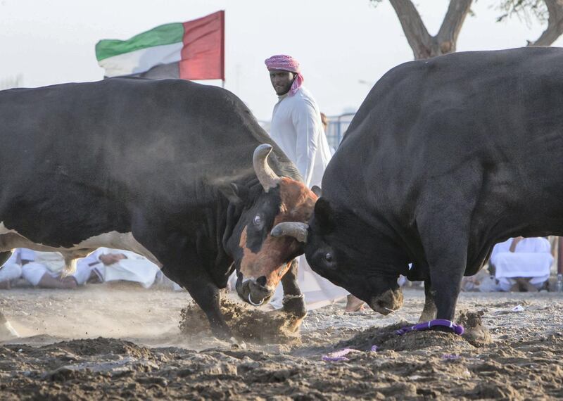 FUJAIRAH, UNITED ARAB EMIRATES- Bull fighting in Fujairah corniche.  Leslie Pableo for The National