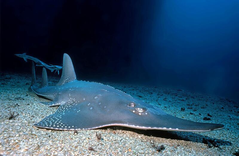 RYX5X7 Giant Guitar fish or Giant Guitar shark (Rhynchobatus djiddensis), with suckerfishes (Echeneis naucrates), Baa Atoll, Maldive islands