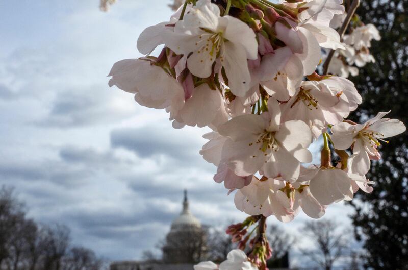 Cherry blossoms are seen in Lower Senate Park on Capitol Hill in Washington. AFP