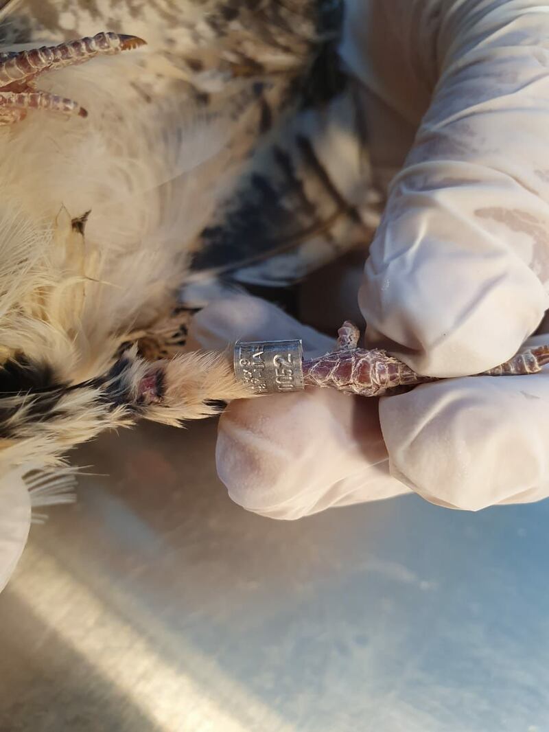 Experts at Fujairah Environment Authority fix a bracelet around the European Nightjar's foot before it was released. All photos by Fujairah Environment Authority