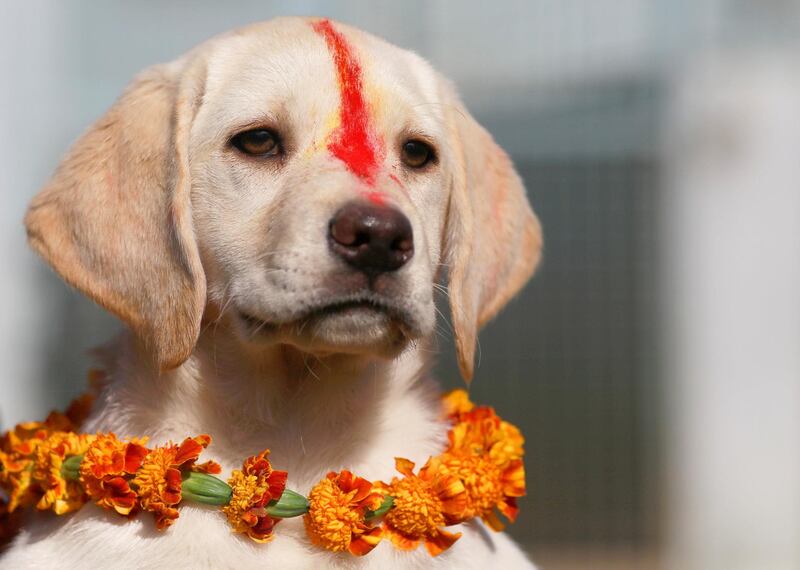 A puppy with 'Sindoor' vermillion powder on its forehead and a garland is pictured after a boy offered prayers in Kathmandu, Nepal. Reuters