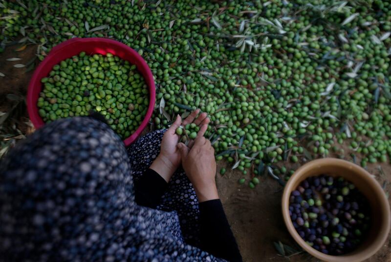 A Palestinian woman farmer removes leafs from the picked olives during the harvest season, in Gaza City. Palestinians begin the harvest in October, a staple for many local farmers that also use them to make oil. AP Photo