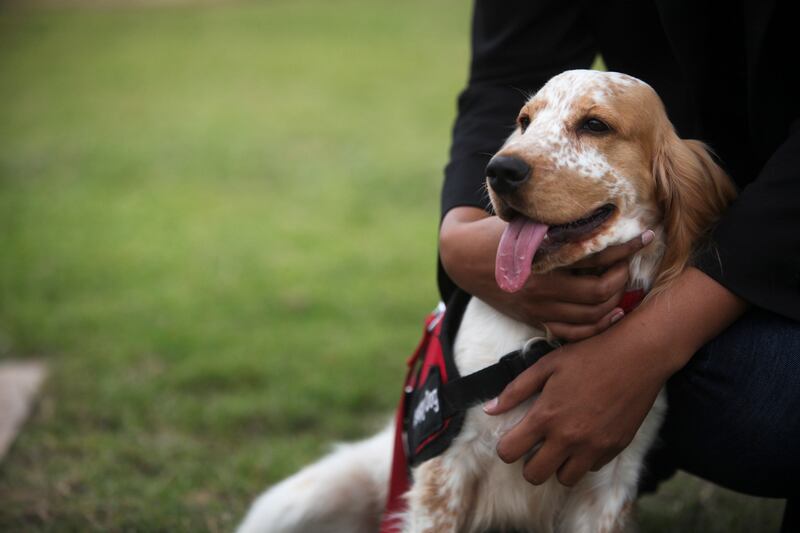 Sharjah, UAE, January 2, 2014:

SENSE, an animal assisted therapy center located on a 30 acre farm in Sharjah, officially opens on the 12th of January.The center's goal is to help people with emotional and behavioral problems by interacting with animals. 

Seen here is Chubby. 


 Lee Hoagland/The National
