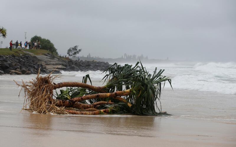 BYRON BAY, AUSTRALIA - DECEMBER 14:  Uprooted tree along the stretch of beach due to heavy rain on December 14, 2020 in Byron Bay, Australia. Byron Bay's beaches face further erosion as wild weather and hazardous swells lash the northern NSW coastlines. (Photo by Regi Varghese/Getty Images)