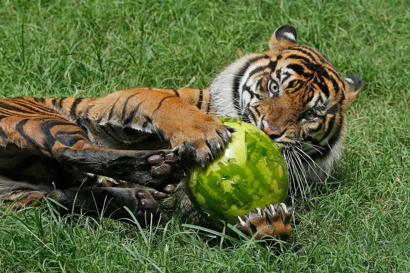 A tiger grabs a watermelon treat with all four paws at the Oklahoma City Zoo in Oklahoma City. AP Photo