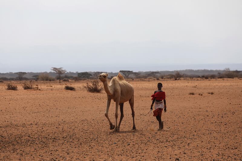 A herdsman from the Rendille ethnic group, walks his camel to drink at a waterhole. Reuters